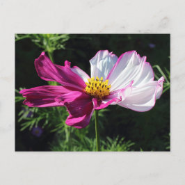 Two Toned Cosmos, Bute Park, Cardiff, Wales Briefkaart