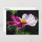 Two Toned Cosmos, Bute Park, Cardiff, Wales Briefkaart (Voorkant / Achterkant)