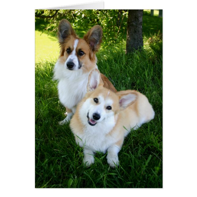Two Welsh Corgis (Voorkant)