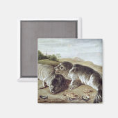 Two Young Seals on the Shore, c.1650 Magneet (Voorkant / Achterkant)
