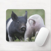 Twp Baby Pigs; Stomme biggen in grijs veld Muismat (Met muis)