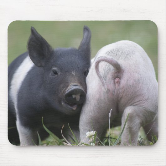 Twp Baby Pigs; Stomme biggen in grijs veld Muismat (Voorkant)