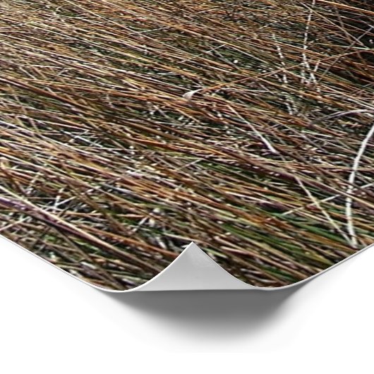 Tybee Island Georgia pathway poster foto (Hoek)