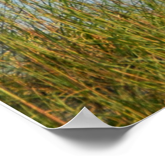 Tybee Island Lighthouse poster (Hoek)