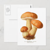 Tylopilus Briefkaart (Voorkant / Achterkant)