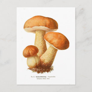 Tylopilus Briefkaart