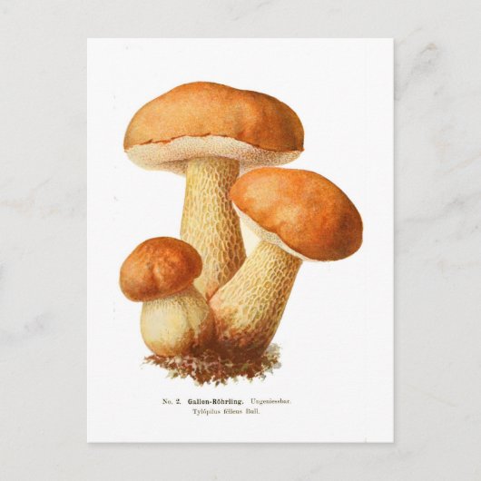 Tylopilus Briefkaart (Voorkant)