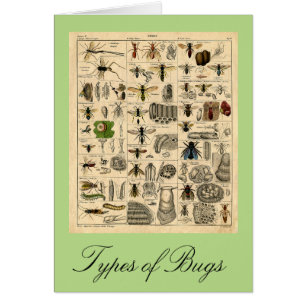 Typen bugs Insect Chart Card