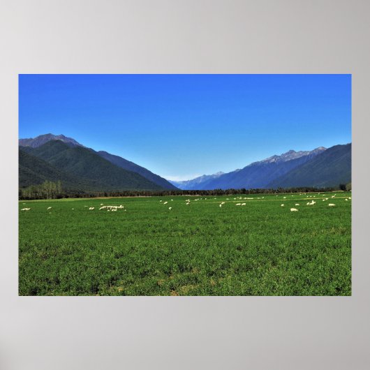 Typisch Nieuw-Zeeland Poster (Voorkant)