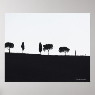 Typische bomen in Toscane Poster