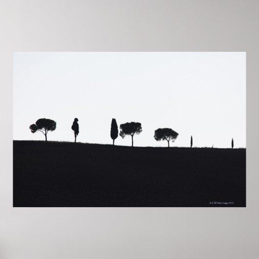 Typische bomen in Toscane Poster (Voorkant)