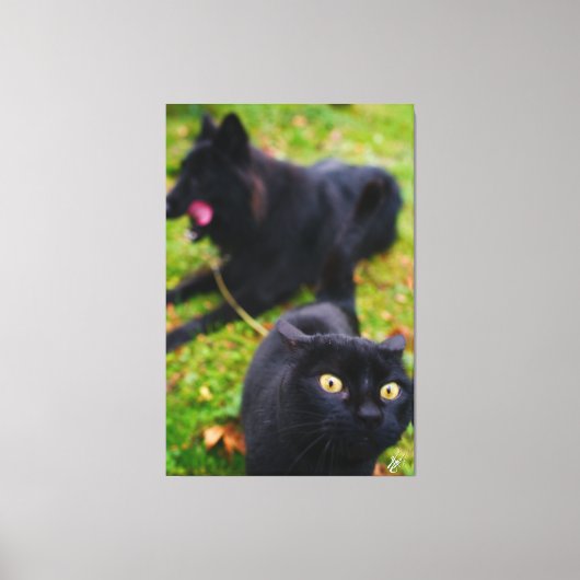 Typische kat en hond capriolen canvas afdruk (Voorkant)
