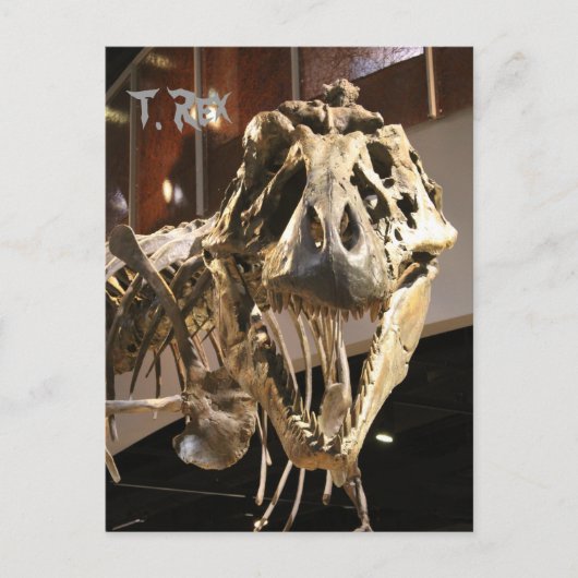 Tyrannosaurus # 4 briefkaart (Voorkant)