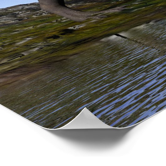 Tyrannosaurus rex dinosaur - 3D rendering Poster (Hoek)