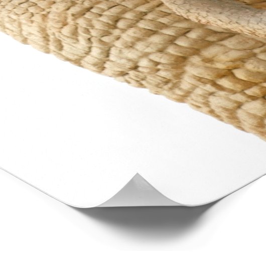 Tyrannosaurus Rex Poster (Hoek)