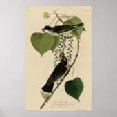 Tyrant Fly Catcher Poster (Voorkant)