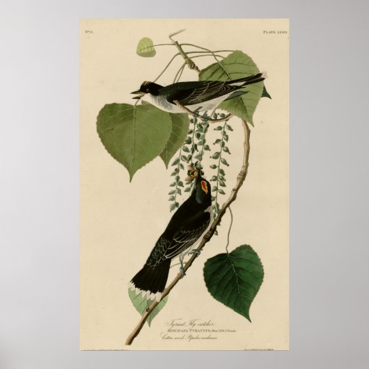 Tyrant Fly Catcher Poster (Voorkant)