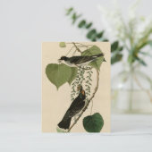 Tyrant vliegenvanger briefkaart (Staand voorkant)