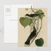 Tyrant vliegenvanger briefkaart (Voorkant / Achterkant)