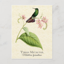 Tyrian Metal Tail Hummingbird  Art Briefkaart