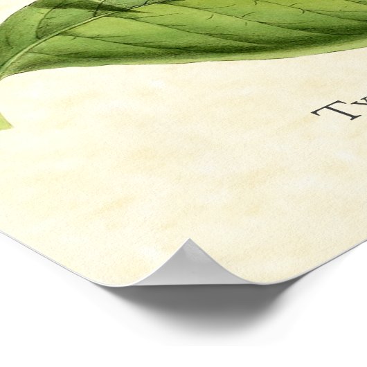 Tyrian Metal Tail Hummingbird Art print (Hoek)