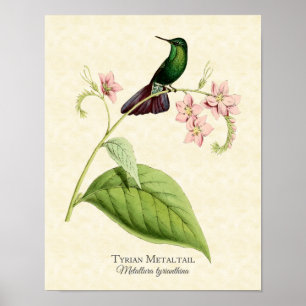 Tyrian Metal Tail Hummingbird Art print
