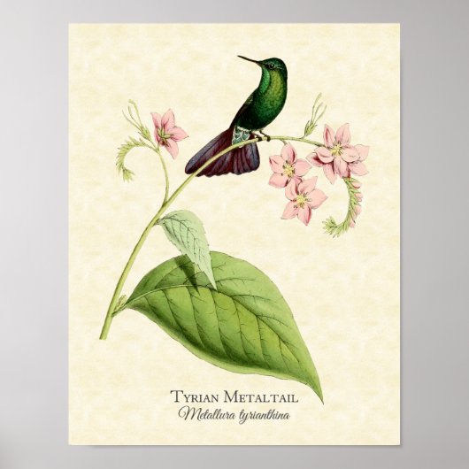 Tyrian Metal Tail Hummingbird Art print (Voorkant)