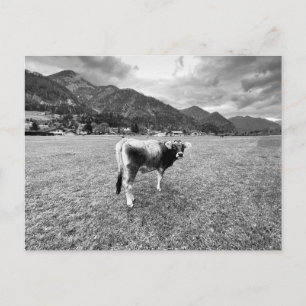 Tyrolean Gray Koe Salzburg Feestdagenkaart