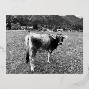 Tyrolean Grey Koe Oostenrijk Folie Feestdagen Briefkaart