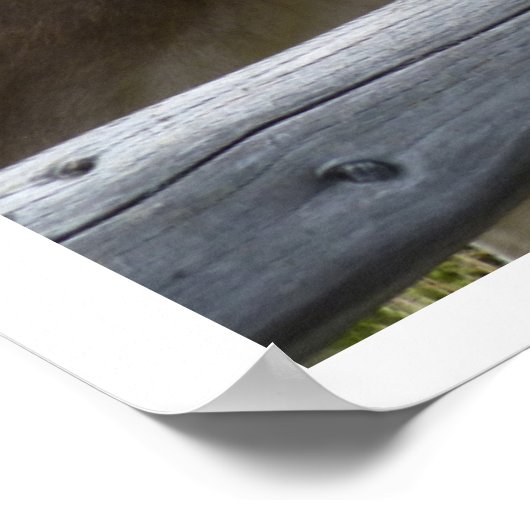 Tyrolean Koe Face through Fence Poster (Hoek)