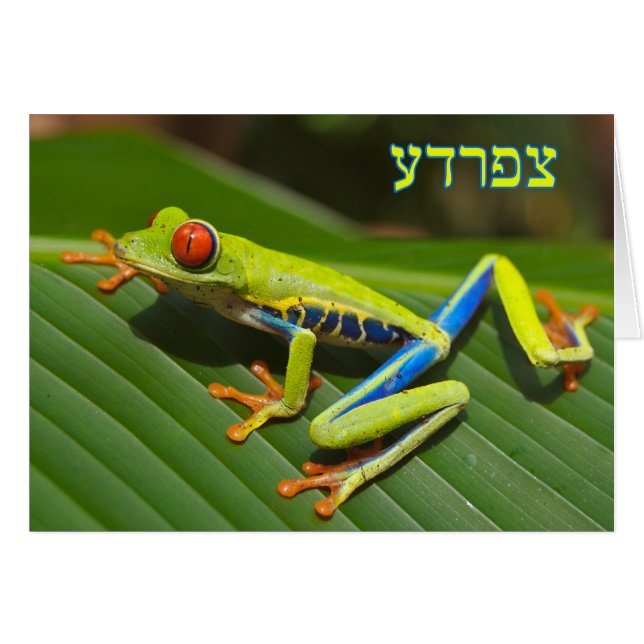 Tzefardea in het Hebreeuws betekent "kikker" (Voorkant Horizontaal)