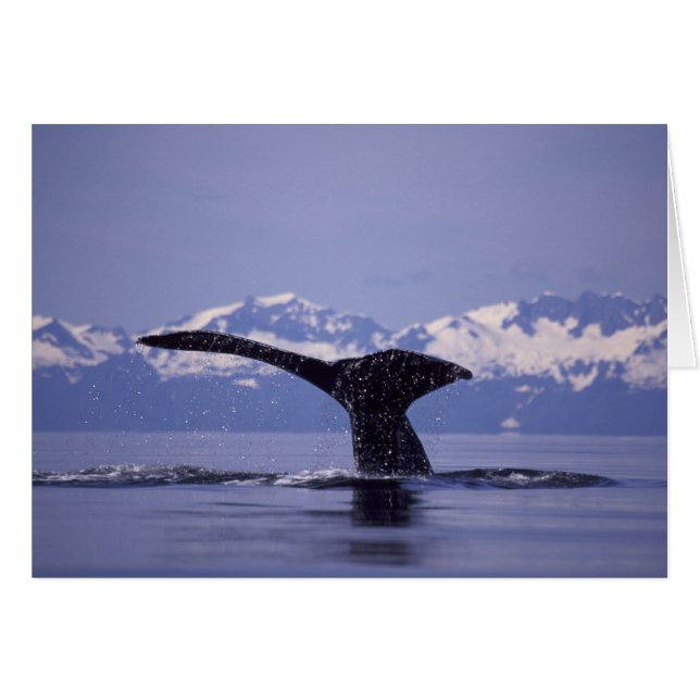 U.S.A., Alaska, Inside Passage Humpback whale (Voorkant Horizontaal)