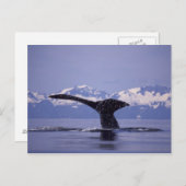 U.S.A., Alaska, Inside Passage Humpback whale Briefkaart (Voorkant / Achterkant)