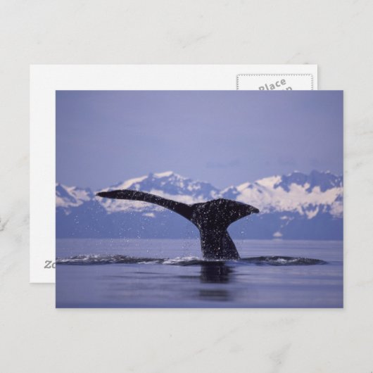 U.S.A., Alaska, Inside Passage Humpback whale Briefkaart (Voorkant / Achterkant)