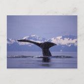 U.S.A., Alaska, Inside Passage Humpback whale Briefkaart (Voorkant)