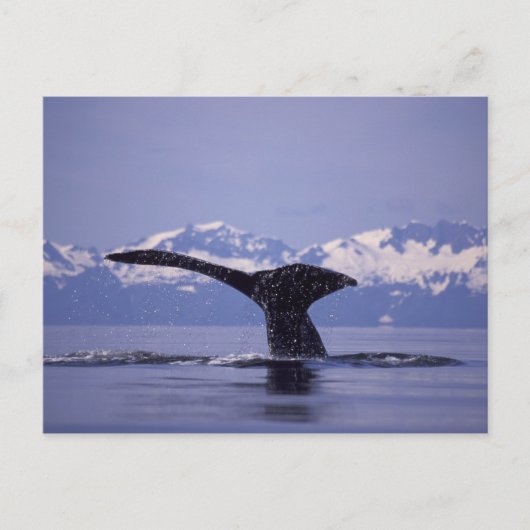 U.S.A., Alaska, Inside Passage Humpback whale Briefkaart (Voorkant)