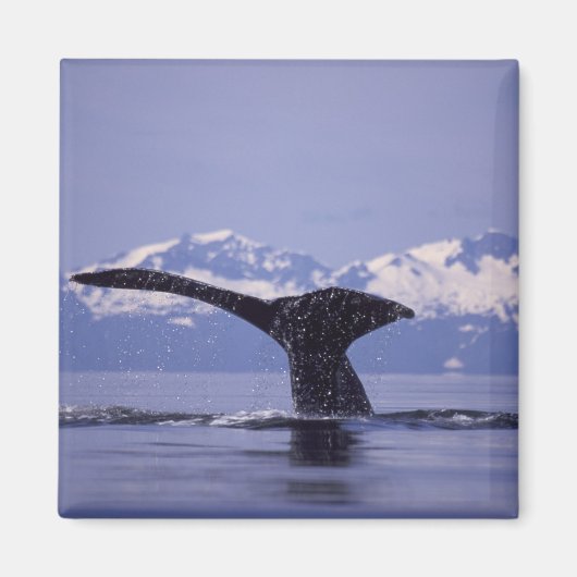 U.S.A., Alaska, Inside Passage Humpback whale Magneet (Voorkant)