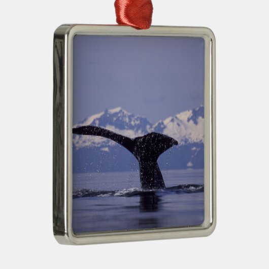 U.S.A., Alaska, Inside Passage Humpback whale Metalen Ornament (Rechts)