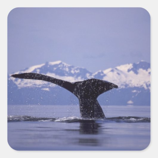 U.S.A., Alaska, Inside Passage Humpback whale Vierkante Sticker (Voorkant)
