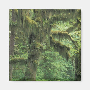 U.S.A., Washington, Olympic National Park. Magneet