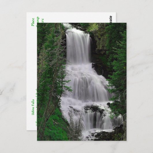 Udine Herfsten, Yellowstone Park, Wyoming Briefkaa Briefkaart (Voorkant / Achterkant)