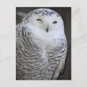 Ueno, Taitoh-ku, Tokio, Japan Briefkaart