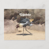 Uganda Crested Crane Briefkaart (Voorkant)
