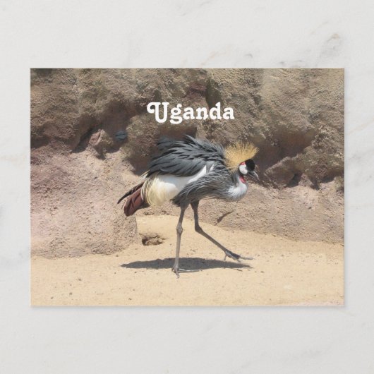 Uganda Crested Crane Briefkaart (Voorkant)