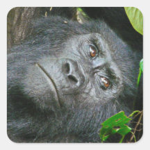 Uganda Gorilla Safari op Display Stickers