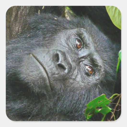 Uganda Gorilla Safari op Display Stickers (Voorkant)