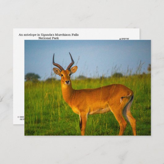 Uganda Murchison Herfsten Antelope Briefkaart (Voorkant / Achterkant)