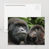 Ugandan Gorillas Briefkaart (Voorkant / Achterkant)