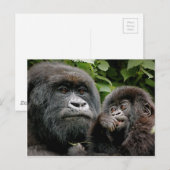 Ugandan Moeder & Gorilla van het Baby Briefkaart (Voorkant / Achterkant)