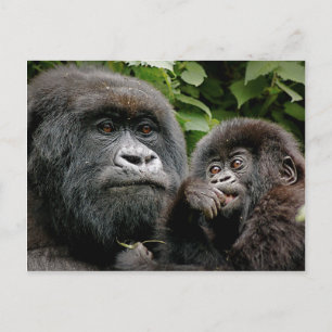 Ugandan Moeder & Gorilla van het Baby Briefkaart